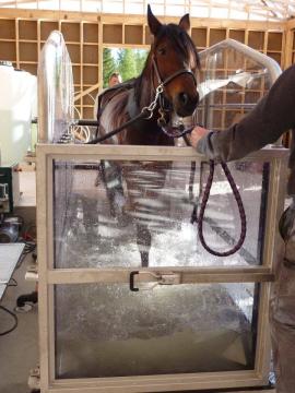 Aquatrainer Horse-Trainer Water