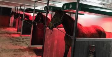 Solarium pour chevaux Horse-Trainer Sun